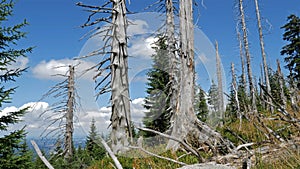 Dead trees. Co2 and So2 emission