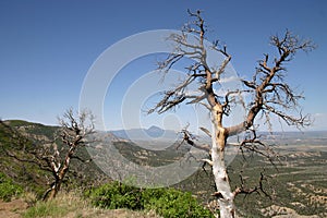 Dead Trees in Colorado