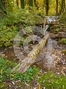 Dead trees in mountain stream