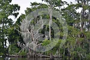 Dead Trees Covered in Spanish Moss in New Orleans, Louisiana