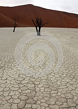 Dead trees in Deadvlei