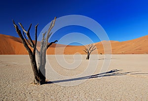 Dead Trees in Deadvlei