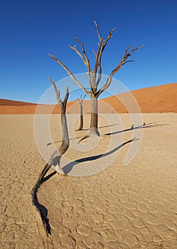 Dead Trees in Deadvlei