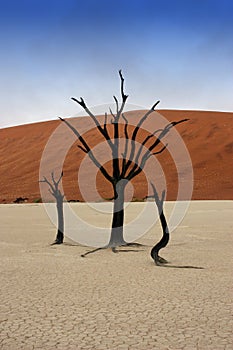 Dead trees in Deadvlei