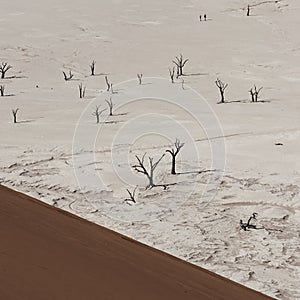 Dead trees of Deadvlei, Namib Desert