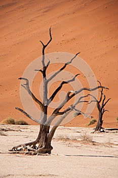 Dead Trees in Deadvlei, Namib Desert, Namibia