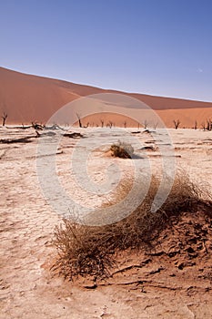 Dead Trees in Deadvlei, Namib Desert, Namibia, Africa