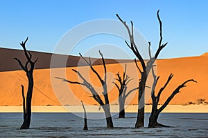 Dead trees in Deadvlei,Namib Desert at sunrise,Namibia,Southern Africa