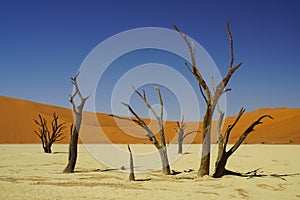 Dead Trees at Deadvlei in Namib-Naukluft National Park, Namibia