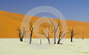 Dead Trees at Deadvlei in Namib-Naukluft National Park, Namibia