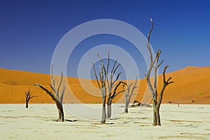 Dead Trees at Deadvlei in Namib-Naukluft National Park, Namibia