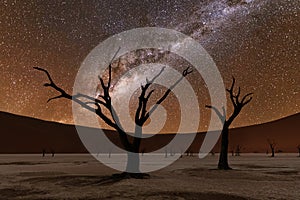 Dead trees at Deadvlei at night