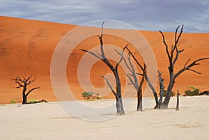 Dead trees. Deadvlei. Sossusvlei. Namib-Naukluft Park. Namibia