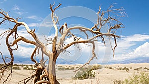 Dead trees in Death Valley National Park
