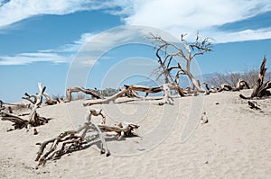 Dead trees in Death Valley National Park, California