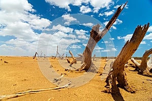 Dead Trees in a Desert Wasteland photo