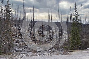 Dead trees destroyed by forest fire, Canada