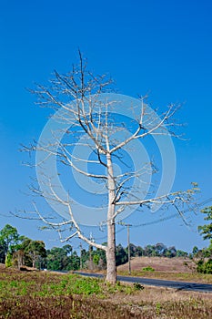 Dead trees Dried. with blue sky background