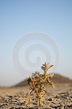 Dead Trees in the a dried up empty reservoir or dam during a summer heatwave, low rainfall and drought in north karnataka,India