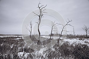 Dead trees and dry grass at wateland in winter, black and white
