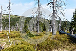 Dead trees - Effect of environmental pollution