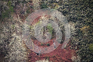 Dead trees and fallen logs in a deciduous forest clearing