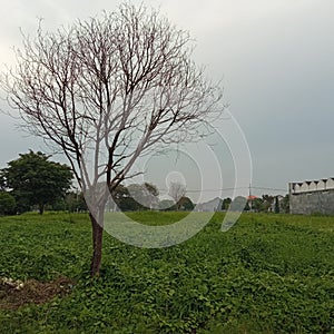 Dead trees in the field