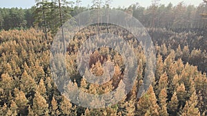 Dead trees after fire. Burnt pine forest and forest