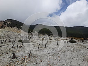 Dead trees at the foot of Mount Papandayan, Garut