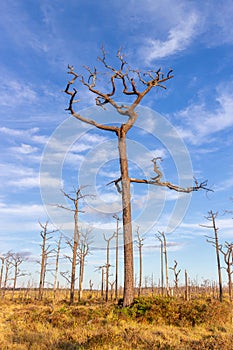 Dead trees in the forest on a background of blue sky with clouds