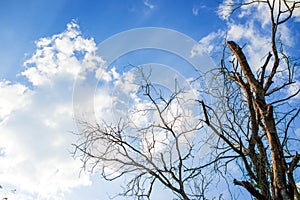 Dead trees in the forest behind