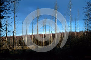 Dead trees in forest with blue sky