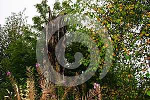 Dead trees in the forest. Broken tree trunk. Lightning struck trees. Dead grass and nature. Mossy wet swamp and forest. Thick pine