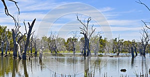 Dead trees in forest of gumtrees, Forbes, New South Wales, Australia.