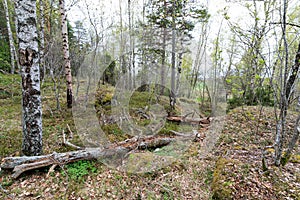 Dead trees in a forest hollow