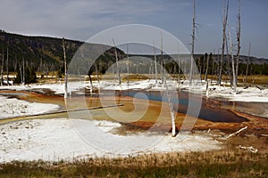 Dead trees in the Fountain Paint Pot area in Yellowstone National Park