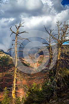 Dead Trees In Front of a Grand Canyon Storm
