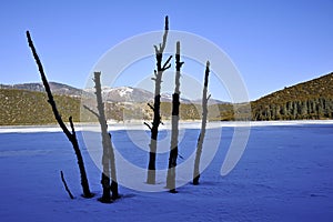 Dead trees and frozen lake