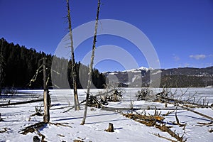 Dead trees and frozen lake