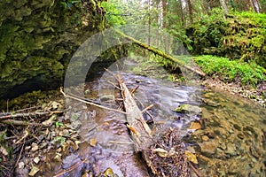 Dead trees in Hybicka tiesnava gorge during spring