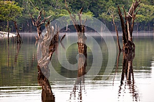 Dead trees on Igarape