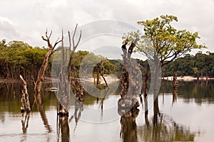 Dead trees on IgarapÃ© on Amazon
