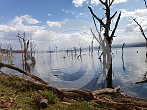 Dead trees in Kenya& x27;s Lake Nakura due to rising water levels