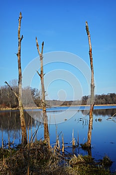 Dead Trees in Lake