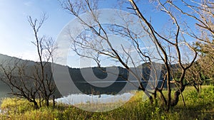 Dead Trees in lake Rainforest Beautiful scenery nature background