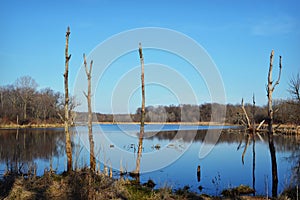 Dead Trees in Lake