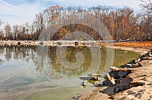 Dead Trees and Live Trees Surrounding Lake