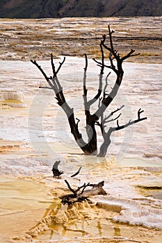 Dead Trees at Mammoth Hot Springs