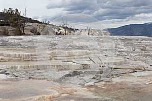 Dead trees at Mammoth Hot Springs