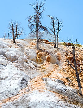 Dead trees in Mammoth Hot Springs, Yellowstone National Park. Travertine Terrace